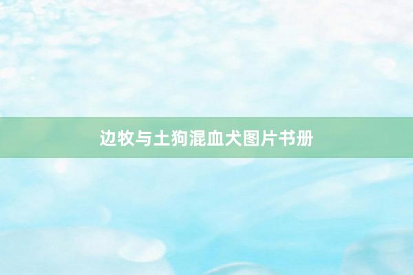 边牧与土狗混血犬图片书册